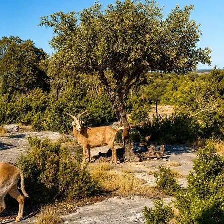 La Colline Aux Chèvres-collias-uzès-pont Du Gard Chalet Collias